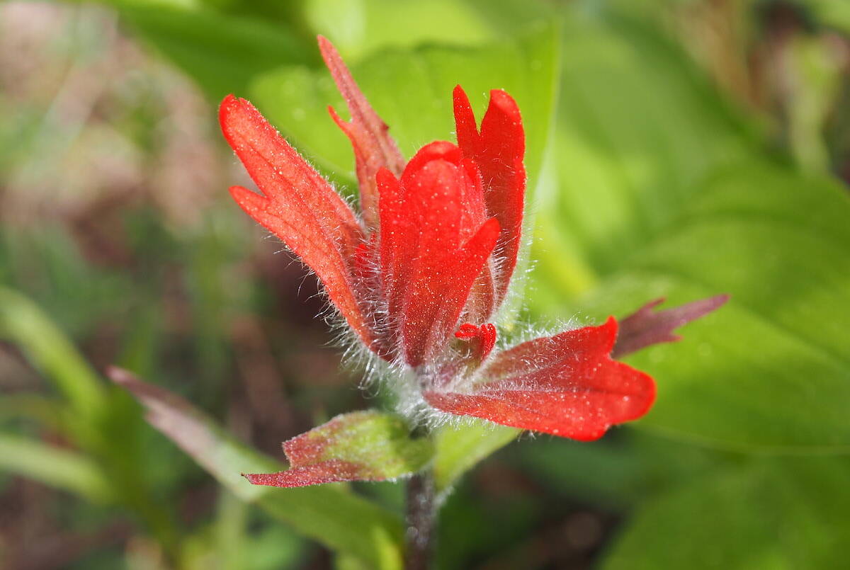 Bright and alright: Elk Valley wildflowers out in force for spring ...