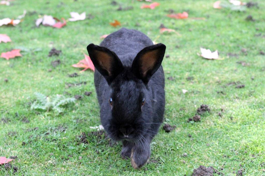 B.C. government asked to address rabbit abandonment
